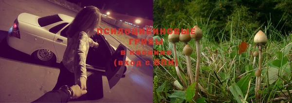 прущие грибы Бугульма